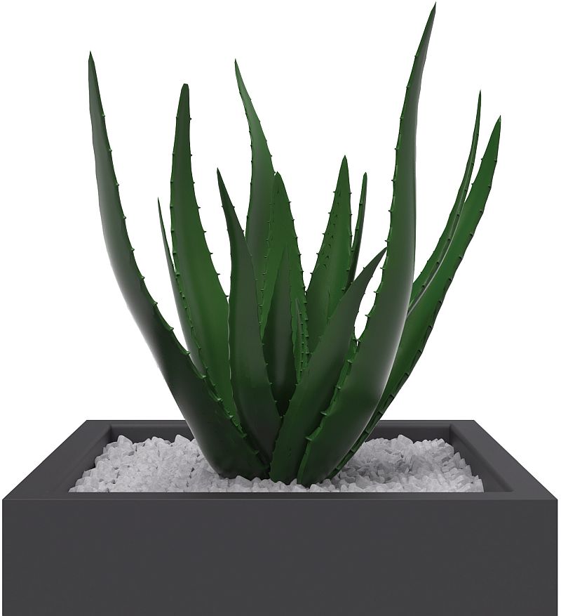 decorative cactus plant for offices