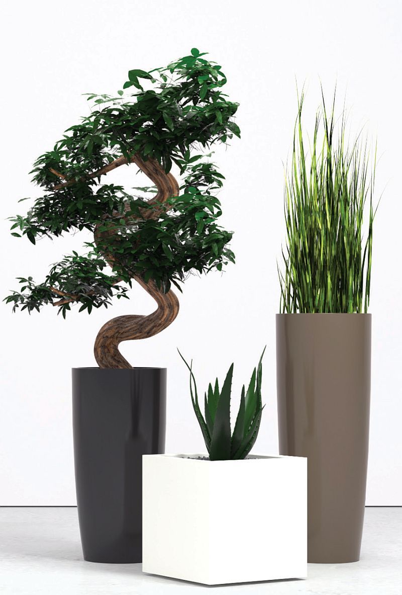 group of decorative plants